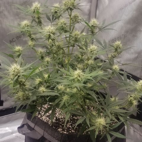 Gods Gift #3 growlog timeline photo