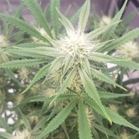 Gods Gift #3 growlog timeline photo
