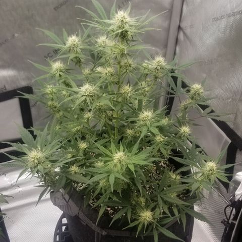 Gods Gift #3 growlog timeline photo