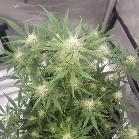 Gods Gift #3 growlog timeline photo