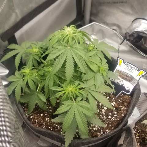 Strawberry Nuggets growlog timeline photo