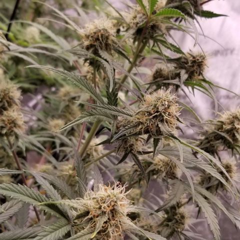 Bruce Banner Autoflower  growlog timeline photo