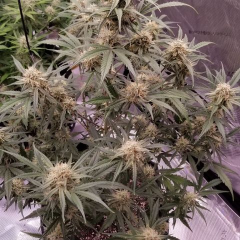 Bruce Banner Autoflower  growlog timeline photo