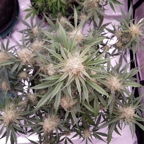 Bruce Banner Autoflower  growlog timeline photo