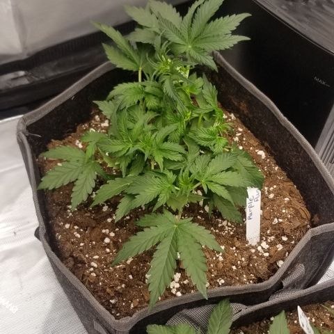 Purple Punch Auto #1  growlog timeline photo