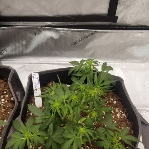 Purple Punch Auto #2 growlog timeline photo