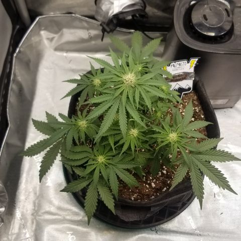 Strawberry Nuggets growlog timeline photo