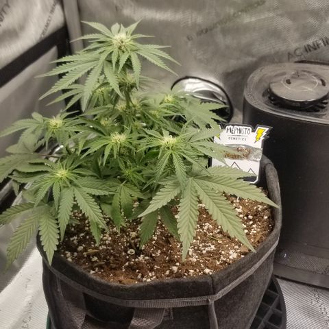 Strawberry Nuggets growlog timeline photo