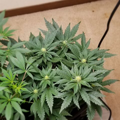 Moonbow growlog timeline photo
