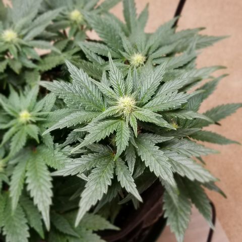 Moonbow growlog timeline photo