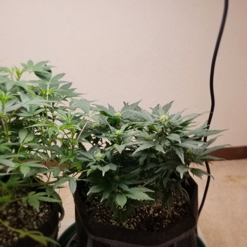 Moonbow growlog timeline photo