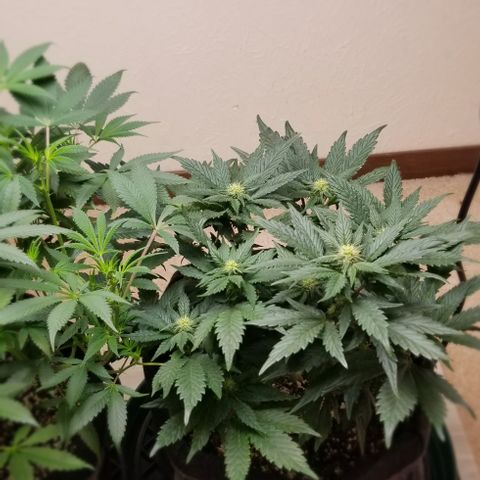 Moonbow growlog timeline photo