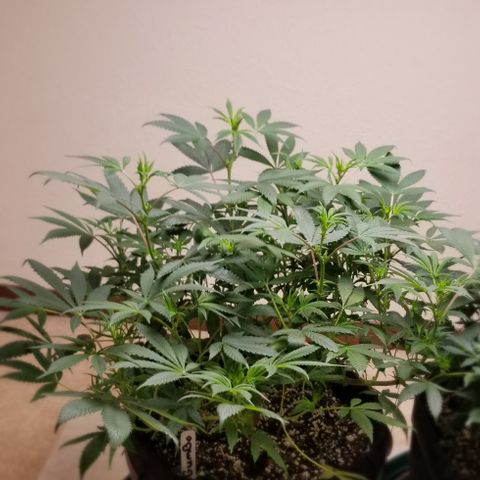Gumbo growlog timeline photo