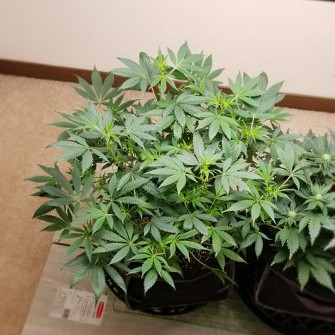 Gumbo growlog timeline photo