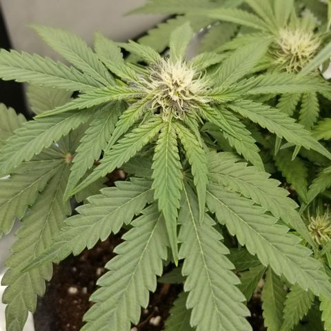 Strawberry Nuggets growlog timeline photo