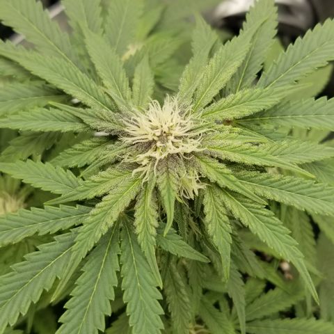 Strawberry Nuggets growlog timeline photo