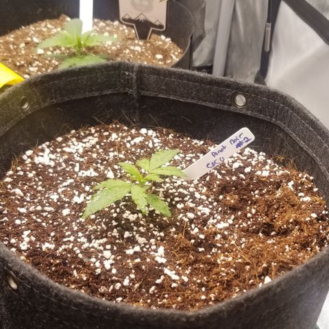 Pinot Noir #2 growlog photo