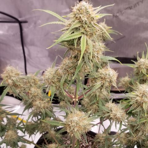 Bruce Banner Autoflower  growlog photo: Just a little bit more to go before these ladies are ready 