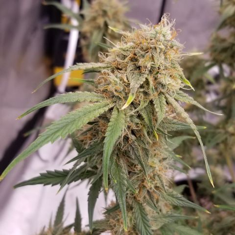 Bruce Banner Autoflower  growlog photo: Just a little bit more to go before these ladies are ready 