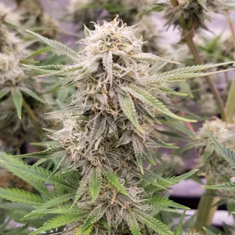 Top Gun growlog photo: She's almost ready 