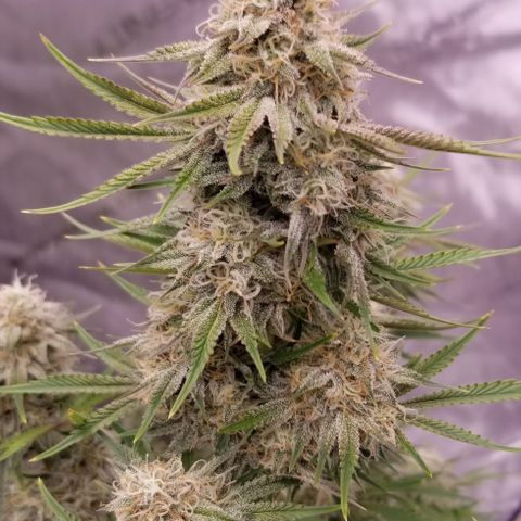 Top Gun growlog photo: She's almost ready 