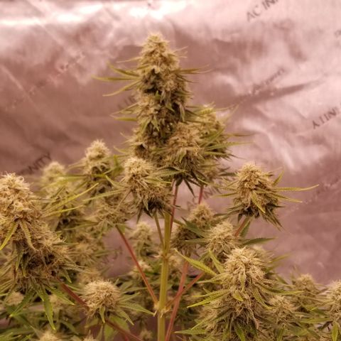 Top Gun growlog photo: She's almost ready 