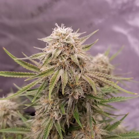 Top Gun growlog photo: She's almost ready 
