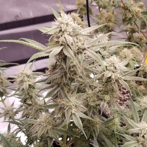 Gods Gift #3 growlog timeline photo