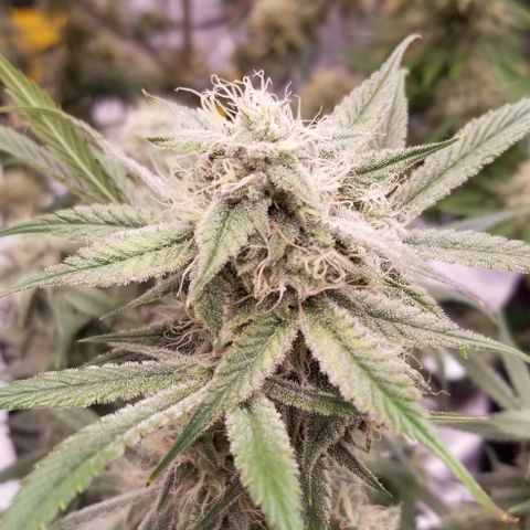 Gods Gift #3 growlog timeline photo