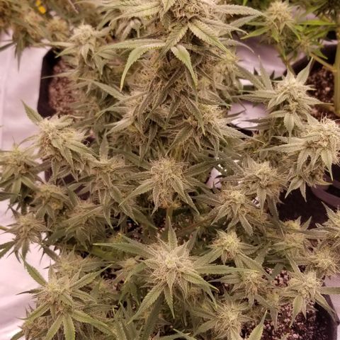 Gods Gift #3 growlog timeline photo