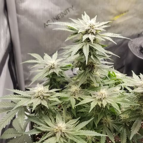 Strawberry Nuggets growlog timeline photo