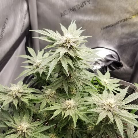 Strawberry Nuggets growlog timeline photo