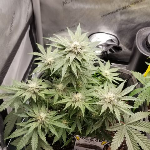 Strawberry Nuggets growlog timeline photo