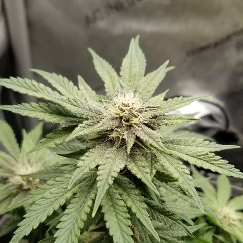Strawberry Nuggets growlog timeline photo
