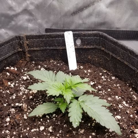 Strawberry nuggets x Pink Panama #1 growlog photo: Seems this cross has it's issues . One seed just didn't grow and the other seems to have some kind of genetic mutations.
This is one of there Freebies so I assume things like this are expected .b
We shall let it go and see how beautiful she becomes .