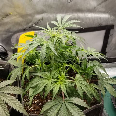 Purple Punch Auto #1  growlog timeline photo
