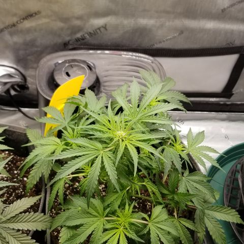 Purple Punch Auto #1  growlog timeline photo