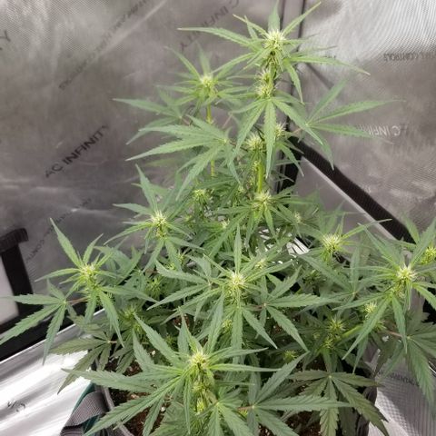 Purple Punch Auto #2 growlog timeline photo