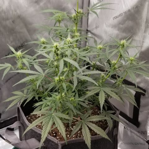Purple Punch Auto #2 growlog timeline photo