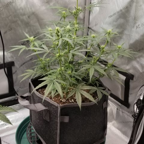 Purple Punch Auto #2 growlog timeline photo