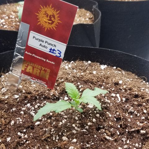 Purple Punch #3 growlog timeline photo
