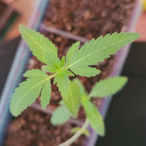 Female ♀️🤞🏻 growlog timeline photo