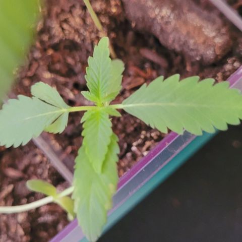 Female ♀️🤞🏻 growlog timeline photo