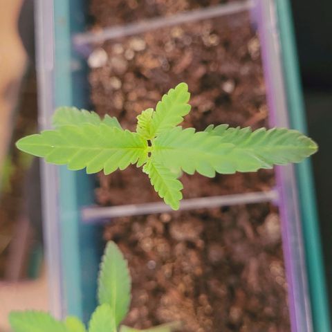 Female ♀️🤞🏻 growlog timeline photo