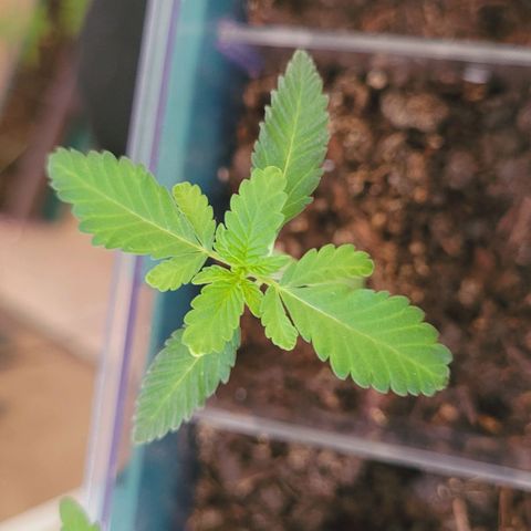 Female ♀️🤞🏻 growlog timeline photo