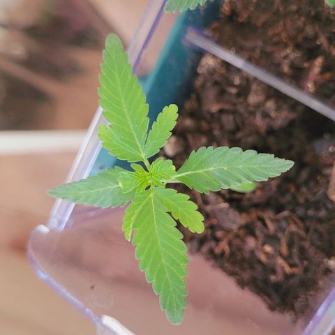 Female ♀️🤞🏻 growlog timeline photo