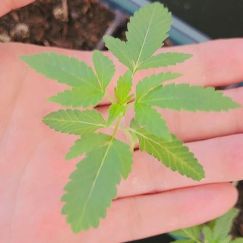 Female ♀️🤞🏻 growlog timeline photo