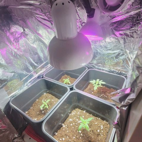 Female ♀️🤞🏻 growlog timeline photo