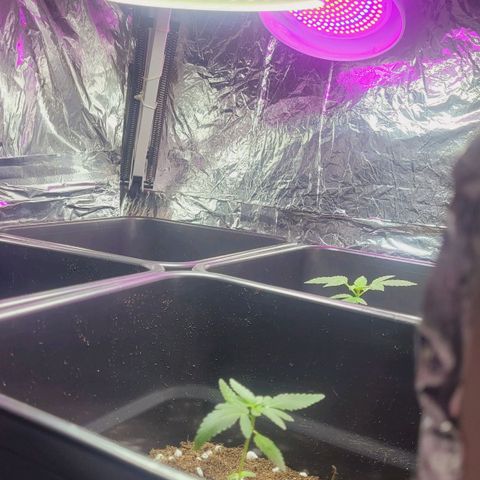 Female ♀️🤞🏻 growlog timeline photo