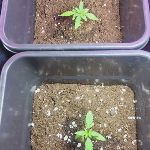 Female ♀️🤞🏻 growlog timeline photo